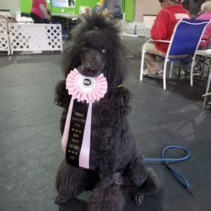 Meet your Posher, Leslie